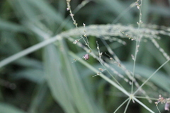 Eysarcoris ventralis
