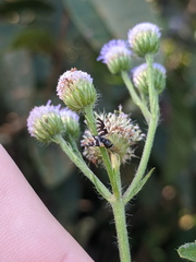 Sphaeniscus atilius