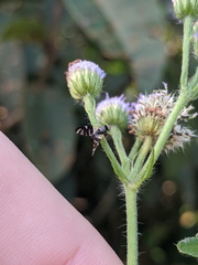 Sphaeniscus atilius
