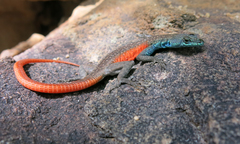 Platysaurus minor