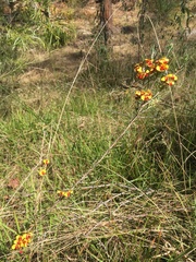 Dillwynia floribunda