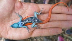 Platysaurus minor