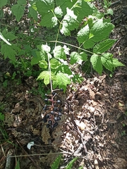 Actaea spicata acuminata