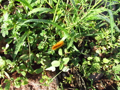 Pygarctia