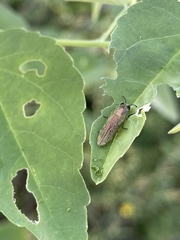 Agaeocera scintillans