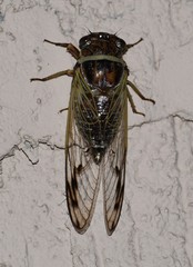 Diceroprocta marevagans