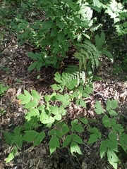 Actaea spicata acuminata