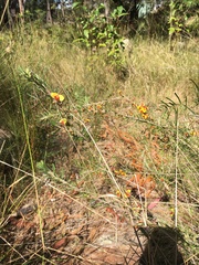 Dillwynia floribunda