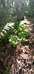 Actaea spicata acuminata
