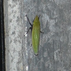 Draeculacephala bradleyi