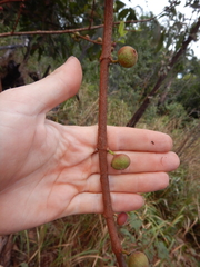 Ficus opposita