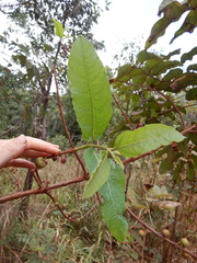 Ficus opposita