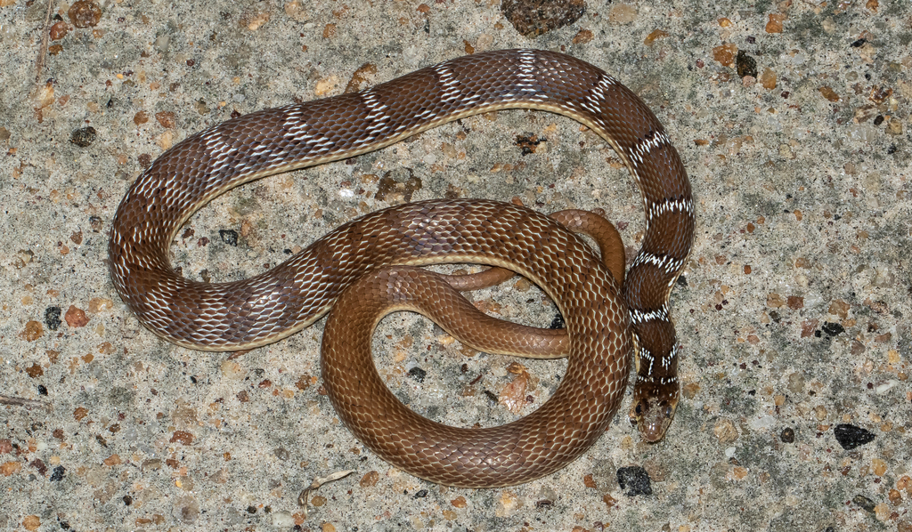 Joseph's Racer