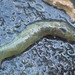 Bristle Cage Worm - Photo (c) Dave Holland, some rights reserved (CC BY-NC), uploaded by Dave Holland