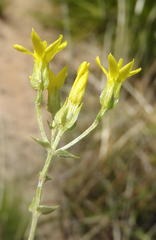 Sebaea grisebachiana