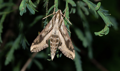 Hippotion velox