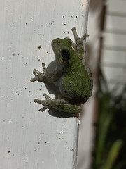 Hyla versicolor