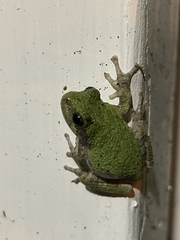 Hyla versicolor