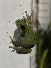 Hyla versicolor
