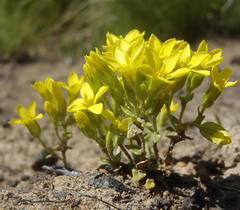 Sebaea grisebachiana