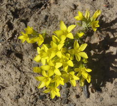 Sebaea grisebachiana