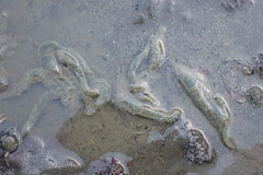 Flabelligera bicolor