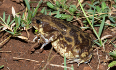 Uperodon systoma