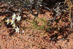 Spergularia bocconei