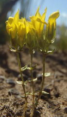 Sebaea grisebachiana
