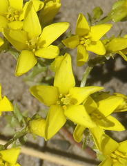 Sebaea grisebachiana