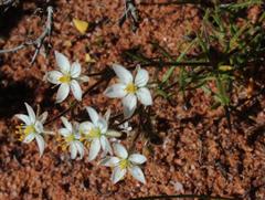 Spergularia bocconei