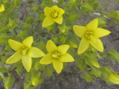 Sebaea grisebachiana