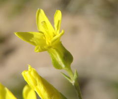 Sebaea grisebachiana