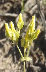Sebaea grisebachiana