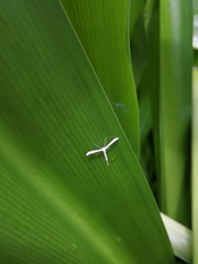 Hellinsia lienigianus