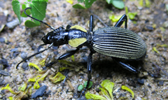 Anthia burchelli burchelli