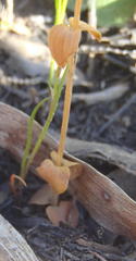 Sebaea grisebachiana