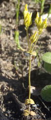 Sebaea grisebachiana