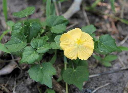 Abutilon grantii (Abutilon grantii)