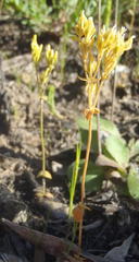Sebaea grisebachiana