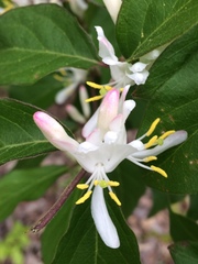Lonicera