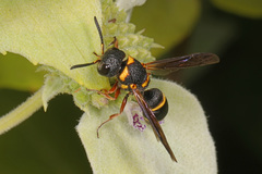 Leptochilus republicanus