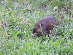 Ondatra zibethicus