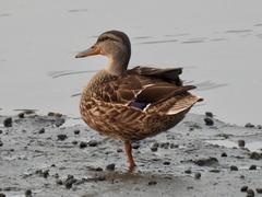 Anas platyrhynchos