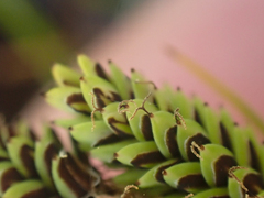 Carex lenticularis dolia