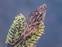Carex lenticularis dolia