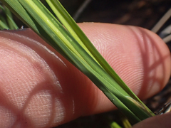 Carex lenticularis dolia
