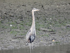 Ardea herodias