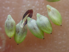 Carex lenticularis dolia