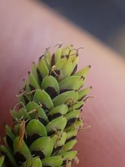 Carex lenticularis dolia